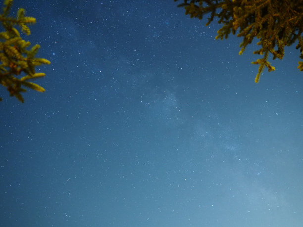 低角度拍摄星空与松树树枝在前景-伟大的墙纸图片下载