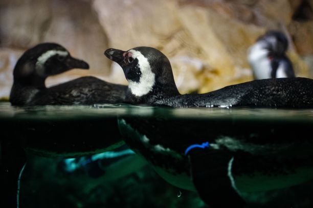 洪堡企鹅在水中游泳的美丽照片图片下载