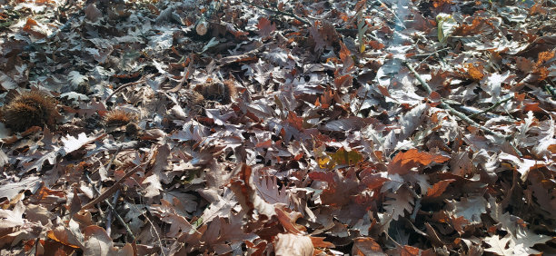 橘色的树叶落在地上，枯干的棕色树枝，浪漫的秋景图片下载