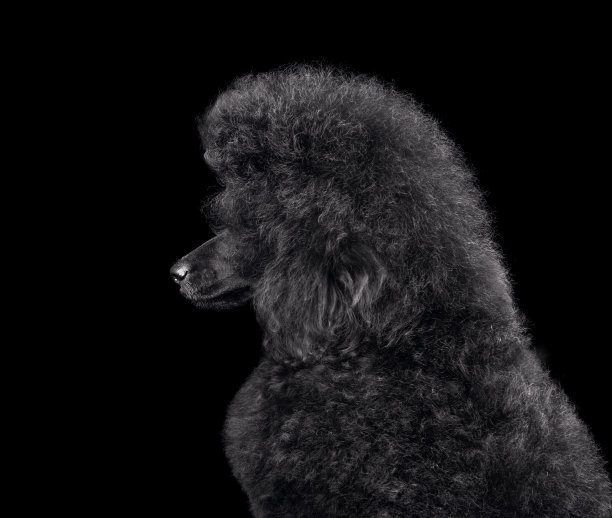 美丽的黑色贵宾犬肖像图片下载