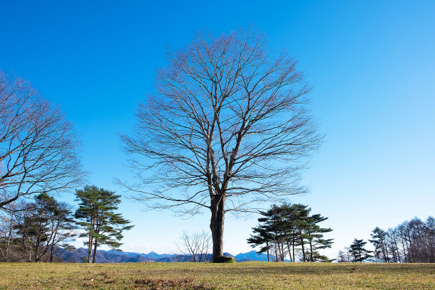 冬季清佐藤高原的大树景观图片下载