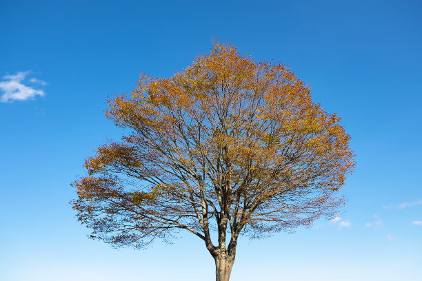 秋天，一棵树，红叶，蓝天图片下载