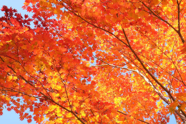色彩斑斓的枫树图片下载