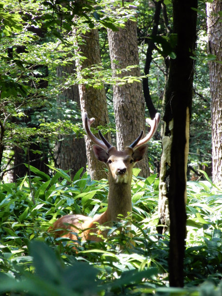 一只日本鹿在森林里，从一丛熊草中探出头来，Yatsugatake图片下载