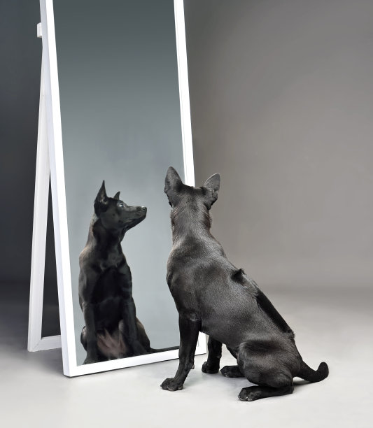 泰国脊背犬看着镜子图片下载