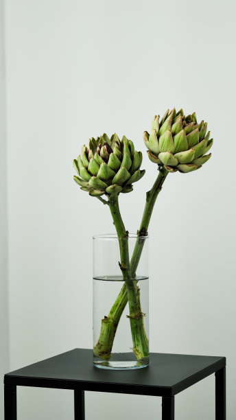 特写头部绿色新鲜洋蓟，盛开的cinara在灰色背景。花艺中用来制作花束的花。意大利食品,蔬菜,美味。复制空间,宏观照片。Cynara Cardunculus图片下载