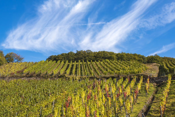 在莱茵高的葡萄园里图片下载