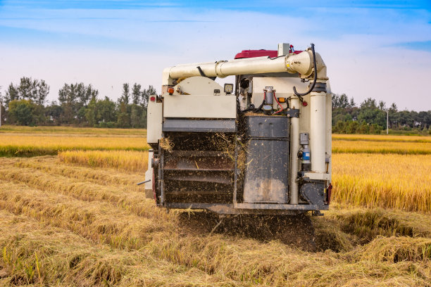 稻田中收割水稻的农业机械图片下载