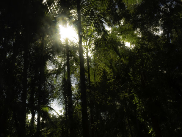 树冠的手掌图片下载