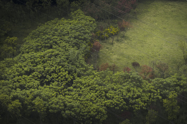 秋天的草地、树木和道路图片下载