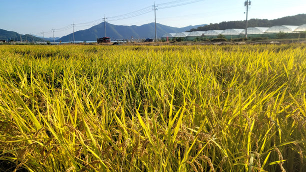 VH560-000-大米 1.jpg图片下载