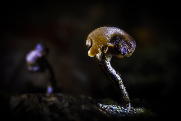 蘑菇的光绘图片下载