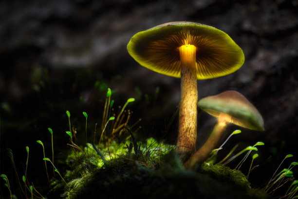 蘑菇的光绘图片下载