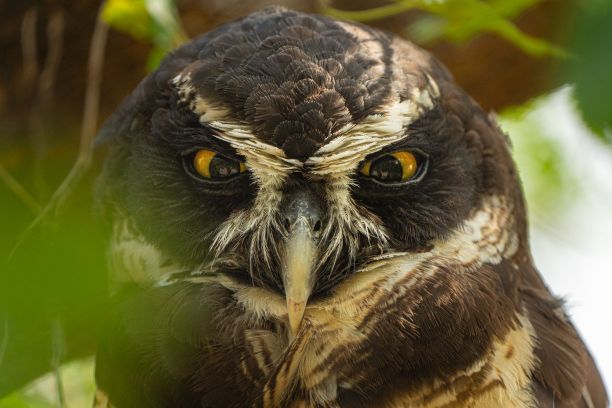 猫头鹰鸟的特写图片下载