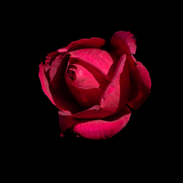 红玫瑰宏图片下载