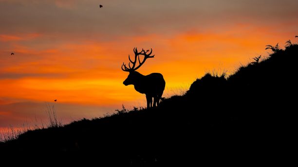 夕阳下鹿的剪影图片下载