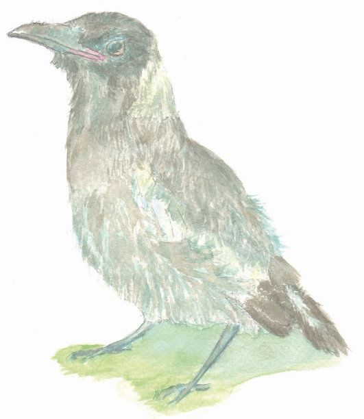 澳大利亚本地鸟，喜鹊的插图图片下载