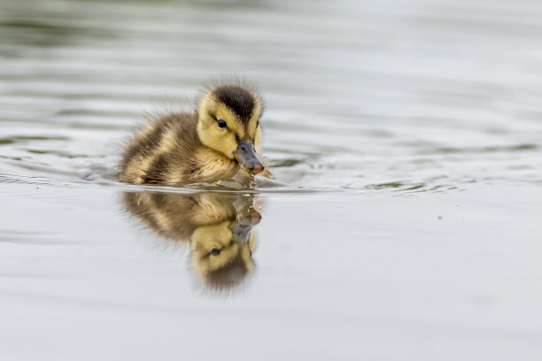 只鸭宝宝图片下载