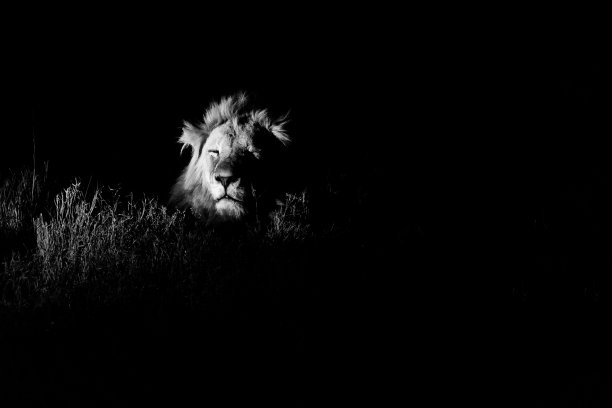 黑白分明的危险图片下载