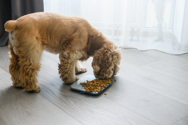 狗吃撒在厨房秤上的干粮。图片下载