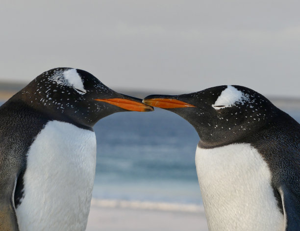 巴布亚企鹅-福克兰群岛图片下载