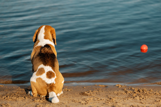 英国小猎犬坐在靠近水的沙滩上，后视图图片下载