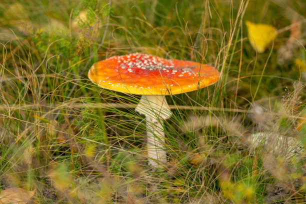 中欧森林中的有毒蝇木耳/蝇伞菌。晴朗的秋日图片下载