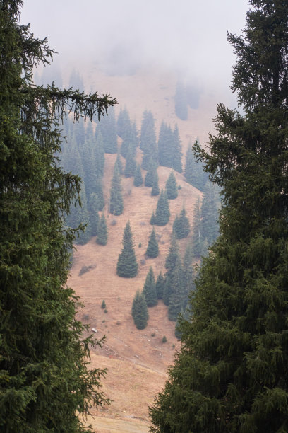 垂直景观，可看到雾中的山林云杉。图片下载