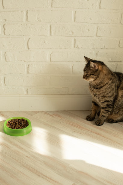 猫坐在猫粮碗旁，竖版照片图片下载
