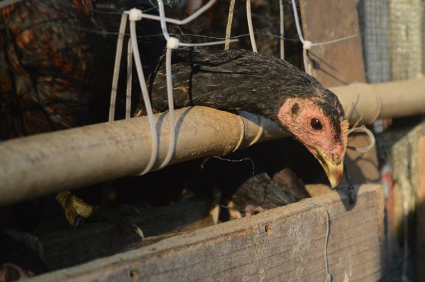 一只鸡在养鸡场的鸡笼里等待食物图片下载
