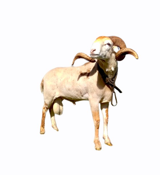 阿尔及利亚品种的公羊图片下载