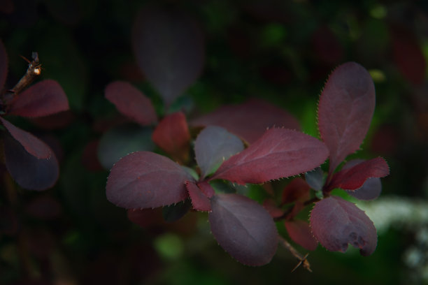 紫红色的杨梅叶，自然背景。微距图像适用于墙纸、封面或贺卡。园艺。文本的复制空间。图片下载