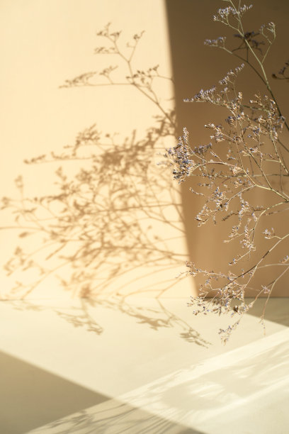 米色背景上干花的影子。抽象时髦的彩色自然概念背景。布置展览、产品、化妆品、保健。图片下载