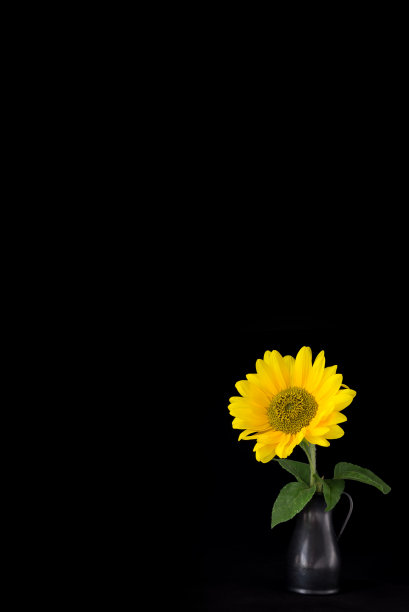 一朵向日葵插在黑色背景的花瓶里。图片下载