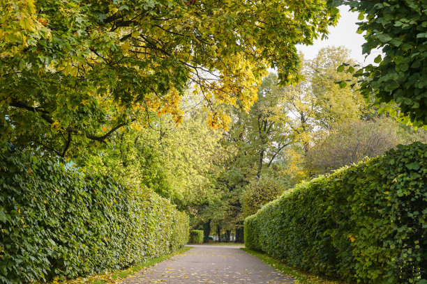 秋天公园里的巷子。图片下载