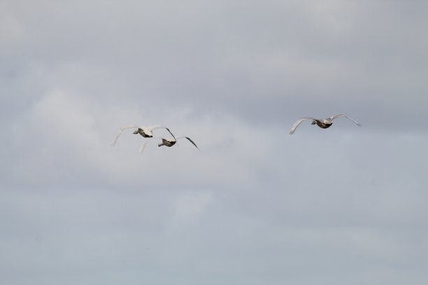 这是一张非常罕见的大天鹅在英国飞行的照片图片下载