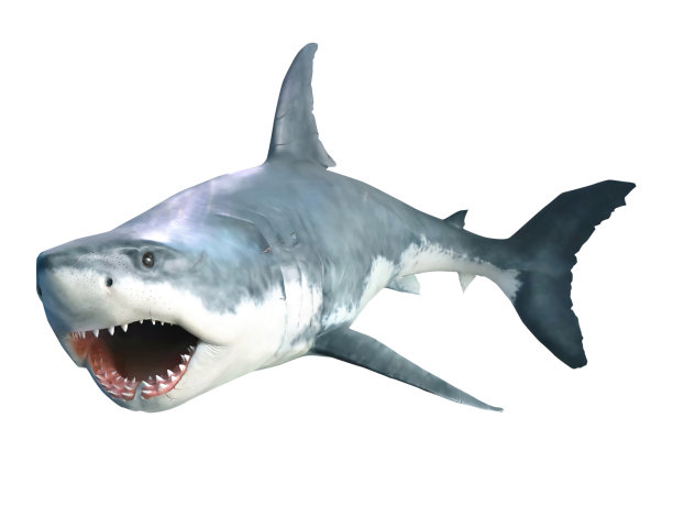 张开大口的鲨鱼特写。孤立在白色的。图片下载