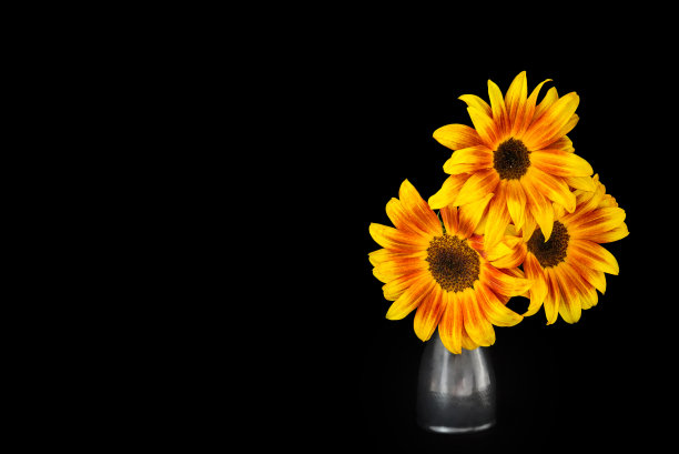 一朵向日葵插在黑色背景的花瓶里。图片下载