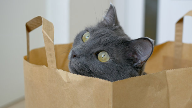 家里的地板上放着一个超市买的纸袋，一只灰猫爬进纸袋里，把店里买的东西都吃光了。有趣的猫坐在纸袋里，向不同的方向看。图片下载