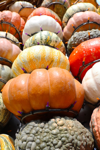 南瓜补丁图片下载