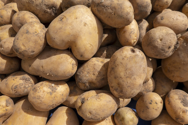 自然的土豆图片下载