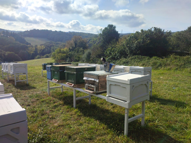 阳光明媚的日子，被树木包围的蜂箱图片下载