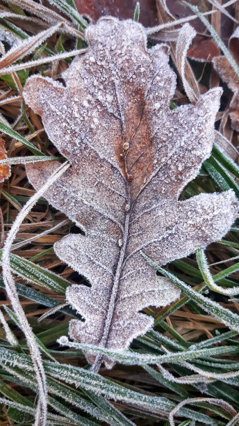 橡树叶在地上结了白霜图片下载