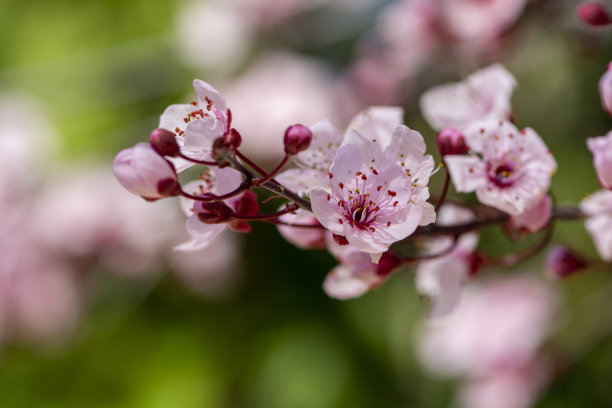 盛开的杏花簇，以色列图片下载