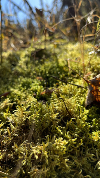 莫斯-北马尼托巴-加拿大图片下载