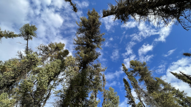 树木和天空-北马尼托巴-加拿大图片下载