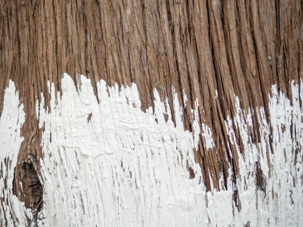 涂着白色油漆的树皮。画树干。南方树木有棱纹的树皮。背景采用天然材料。图片下载