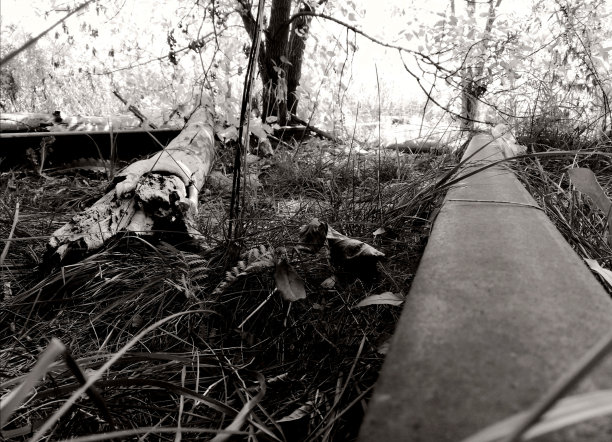 被遗忘的跟踪图片下载
