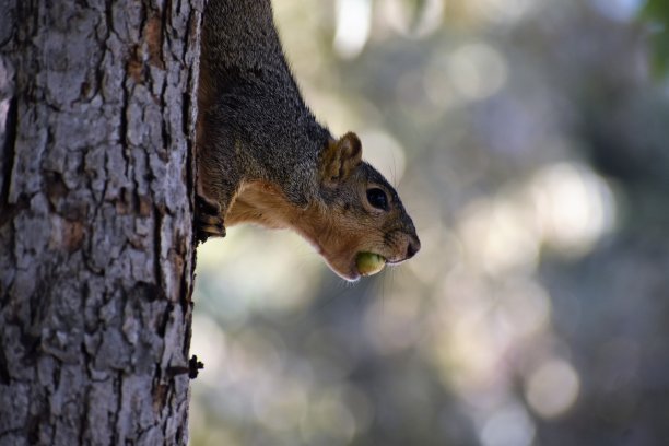 一幅漂亮的松鼠肖像图片下载