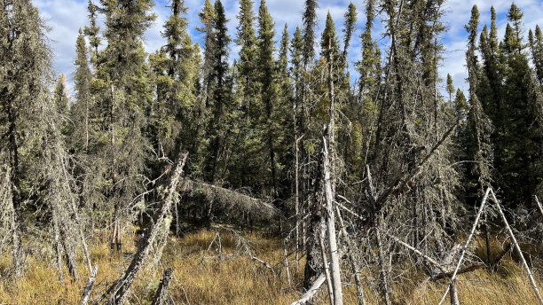 树木和天空-北马尼托巴-加拿大图片下载